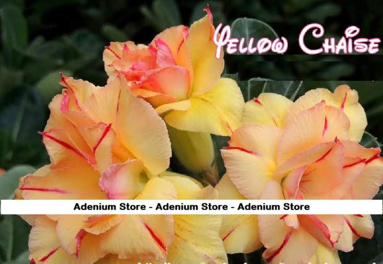 (image for) New Adenium \'Yellow Chaise\' 5 Seeds