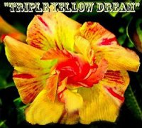Adenium Obesum Triple Yellow Dream 5 Seeds