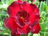 (image for) Adenium Seeds Rose Marie 5 Seeds