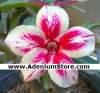 (image for) Adenium Seeds 'The Bell' 5 Seeds