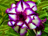 (image for) Adenium Obesum Triple Purple Nebula x 5 Seeds