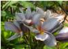 (image for) Plumeria Rubra 'Indonesian Violet' 6 Seeds