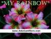 Adenium Obesum 'My Rainbow' 5 Seeds