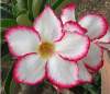 (image for) Adenium Seeds 'My Country' 5 Seeds