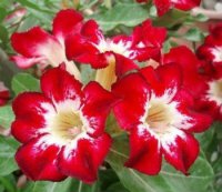 (image for) Adenium Obesum 'Flame of Love' x 5 Seeds