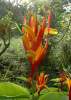 (image for) Heliconia Seeds 'Parrot Heliconia' (5 Seeds)