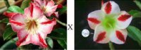 (image for) Adenium Obesum 'Glory Medal' X 'Phoenix' x 5 Seeds