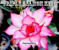Adenium 'Triple Salmon King' 5 Seeds