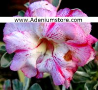 (image for) Rare Adenium Obesum 'Dang in Siam' 5 Seeds