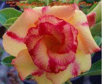 (image for) New Adenium 'Double Glow On' 5 Seeds