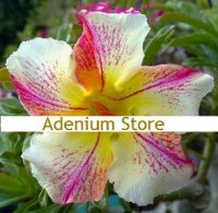 Adenium Obesum 'Pixie' 5 Seeds