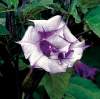 (image for) Datura 'Double Blackcurrant Swirl' 5 Seeds