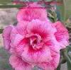 (image for) Adenium 'Triple Crystal Glimmer' 5 Seeds