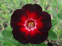 Adenium Obesum 'Star of Black Night' x 5 Seeds