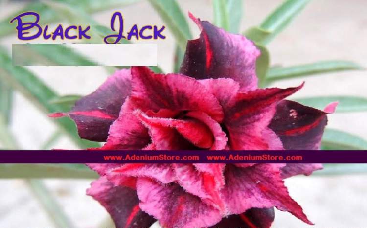 New Adenium Obesum \'Black Jack\' 5 Seeds