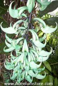 Jade Vine Seed Germination & Growing Guide