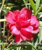 Nerium Oleander 'Rouge Double' 5 Seeds