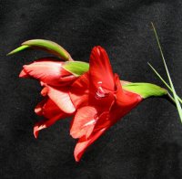(image for) Gladiolus Flanaganii 'Suicide Lily' x 20 Seeds