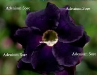 Adenium Obesum Double Perfect Magenta 5 Seeds