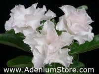 (image for) Adenium Obesum White House 5 Seeds