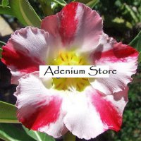 Adenium Obesum 'Extra Aroma' x 5 Seeds