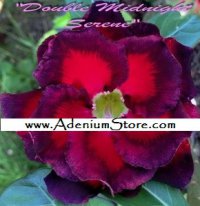 New Adenium 'Double Midnight Serene' 5 Seeds