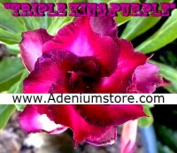 Rare Adenium Obesum 'Triple King Purple' 5 Seeds