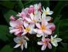 (image for) Pink Saraburi Plumeria Seeds (6 Seeds)