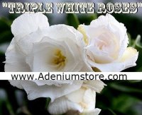 Adenium Obesum 'Triple White Roses' 5 Seeds
