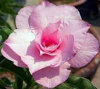 (image for) Adenium Obesum 'Triple True Pink' 5 Seeds