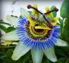 (image for) Passion Flower Seed Passiflora Germination & Growing Guide