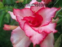 (image for) Adenium Seeds 'Pink Heart' (5 Seeds)