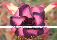 New Adenium Obesum Oriental Princess x 5 Seeds