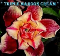 Adenium Obesum Triple Maroon Cream 5 Seeds