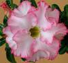 Rare Adenium Obesum 'Pink Lady' 5 Seeds