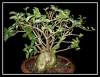 Adenium Thai Socotranum 'Golden Bell' 5 Seeds