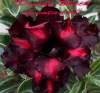 Adenium Obesum 'Double Black Aventador' 5 Seeds