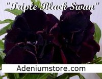 (image for) Adenium Obesum Triple Black Swan x 5 Seeds