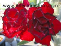 (image for) Adenium Seeds 'Red Angel' (5 Seeds)