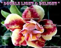 Adenium Obesum 'Double Light N Delight' 5 Seeds