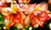 Adenium Obesum Seeds 'Divine Creation' (5 Seeds)