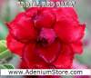 New Rare Adenium 'Royal Red Gala' 5 Seeds