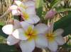 (image for) Plumeria Rubra 'Chompoo Ban' 6 Seeds