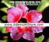 Adenium Obesum 'Seven Wonders' 5 Seeds