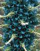 Puya 'Bromeliad Alpestris' 10 Seeds