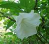 (image for) Angels Trumpet Seeds 'Fragrant White' (5 Seeds)