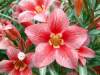 (image for) Adenium Obesum 'Star of Network' x 5 Seeds