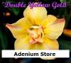 New Adenium 'Double Yellow Gold' 5 Seeds