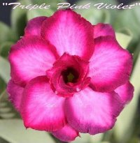 Adenium Seeds 'Triple Pink Violet' 5 Seeds