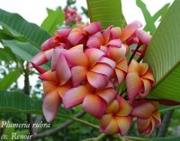 (image for) Plumeria Rubra Renoir x 6 Seeds